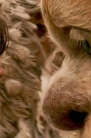 فلم حيث تكون الأشياء البرية Where the Wild ThingsAre مترجم عربي